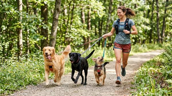 How Professional Dog Walking Helps Busy Boise Pet Owners Maintain a Consistent Routine